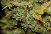 Bruce Banner FAST Feminized Seeds - BULK x 100