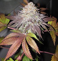 Fruit Cup Feminised Seeds (Gold Collection) - 6