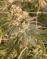 Mint Milano Feminised Seeds (Gold Collection) - 6