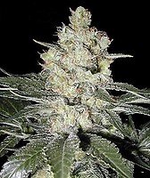 Moby Dick Feminized Seeds - BULK x 100