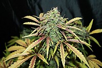 Amnesia Regular Seeds - BULK x 100