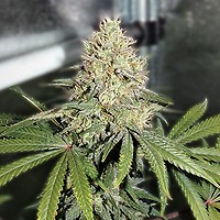 Zkittlez FAST Feminized Seeds - BULK x 100