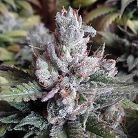 Alien OG Feminized Seeds - BULK x 100