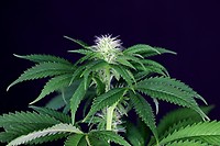 Tiger-One Hemp CBG 16% Feminized Seeds - BULK x 100