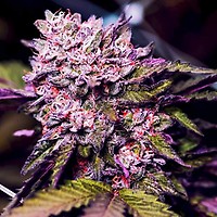 Gelato Feminised Seeds - 5