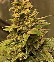 Gorilla Glue #4 FAST Feminized Seeds - BULK x 100
