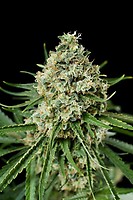 Critical 2.0 Feminized Seeds - BULK x 100
