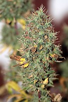 Wedding Cake Auto Feminized Seeds - BULK x 100