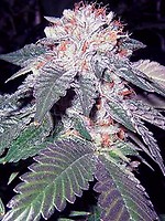 Julius Caesar Feminised Seeds - 6