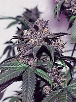 Purple Diesel Feminised Seeds - 6