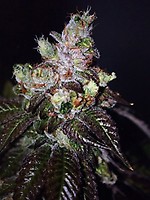 Island Punch Auto Feminised Seeds - 6