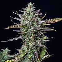 Blue Cheese Auto Feminized Seeds - BULK x 100