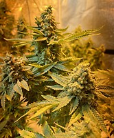 Do-Si-Dos Feminized Seeds - BULK x 100