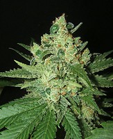 Grapefruit Feminized Seeds - BULK x 100