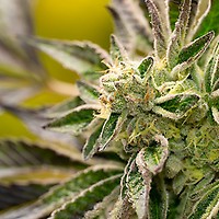 Big Devil Auto Feminized Seeds - BULK x 100