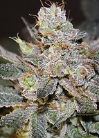 Candyland Feminized Seeds - BULK x 100