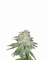 Raspberry Cough Auto Feminised Seeds - 5