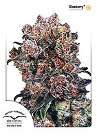 Blueberry Feminized Seeds
