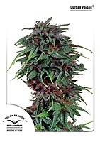 Durban Poison Feminized Seeds