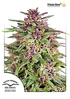 Frisian Dew Feminized Seeds