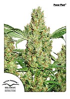 Power Plant Feminized Seeds