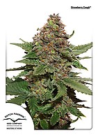Strawberry Cough Feminized Seeds