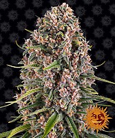 Blue Cheese (Blueberry Cheese) Feminized Seeds