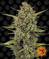 Acapulco Gold Feminised Seeds