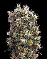 The Church Feminized Seeds