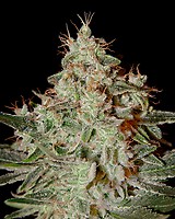 Lemon Skunk Feminized Seeds