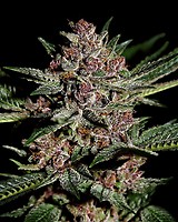 Bubba Kush Feminized Seeds