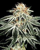White Widow Feminized Seeds