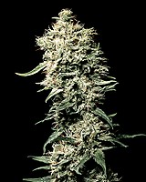 White Rhino Feminized Seeds