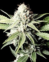 Great White Shark Feminized Seeds