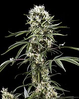Super Lemon Haze Feminized Seeds