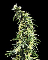 Hawaiian Snow Feminized Seeds