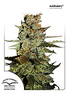 Blueberry Auto Feminized Seeds