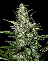 Super Critical Auto Feminized Seeds
