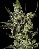 Exodus Cheese Feminized Seeds