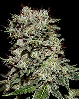 Kalashnikova Feminized Seeds