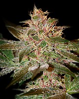 Pure Kush Feminised Seeds