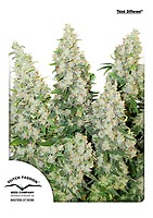 Think Different Auto Feminized Seeds