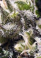 Cream Caramel Auto Feminised Seeds