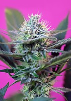 Speed + Auto Feminized Seeds