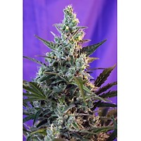 Sweet Skunk Auto Feminized Seeds
