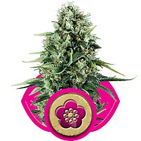 Power Flower Feminised Seeds