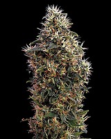 Sweet Mango Auto Feminised Seeds