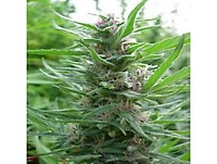 Panama Regular Seeds