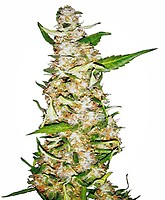 Skunk #1 Auto Feminized Seeds