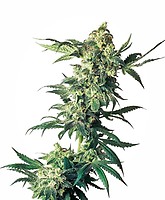 Northern Lights Feminized Seeds